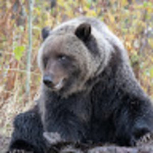 Meet your Posher, Bobby